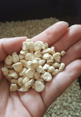 옥수수알-한주먹을-손에-쥐고있는-모습