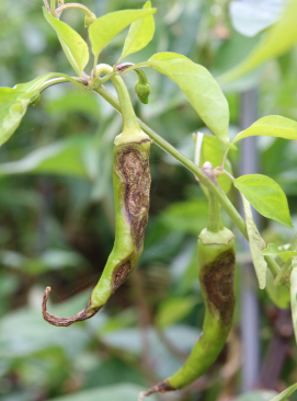 장마 대비 고추 농사 탄저병 방제 방법, 농약 추천(모두싹, 코프로싹S, 고추탄)