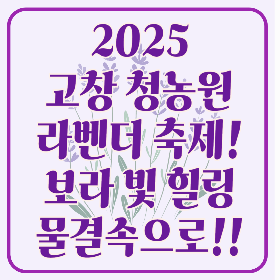 2025 고창 청농원 라벤더 축제 보랏 빛 힐링의 계절이 돌아왔다!