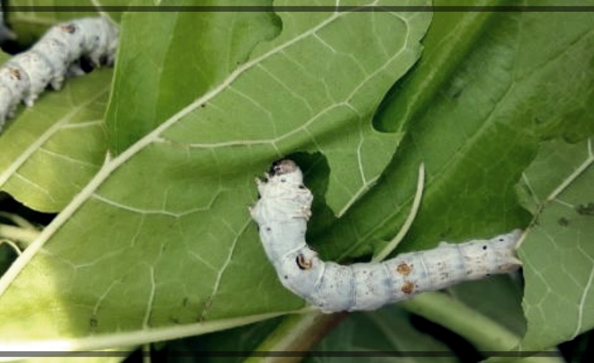 누에가루 효능 먹는 법 부작용 총정리.