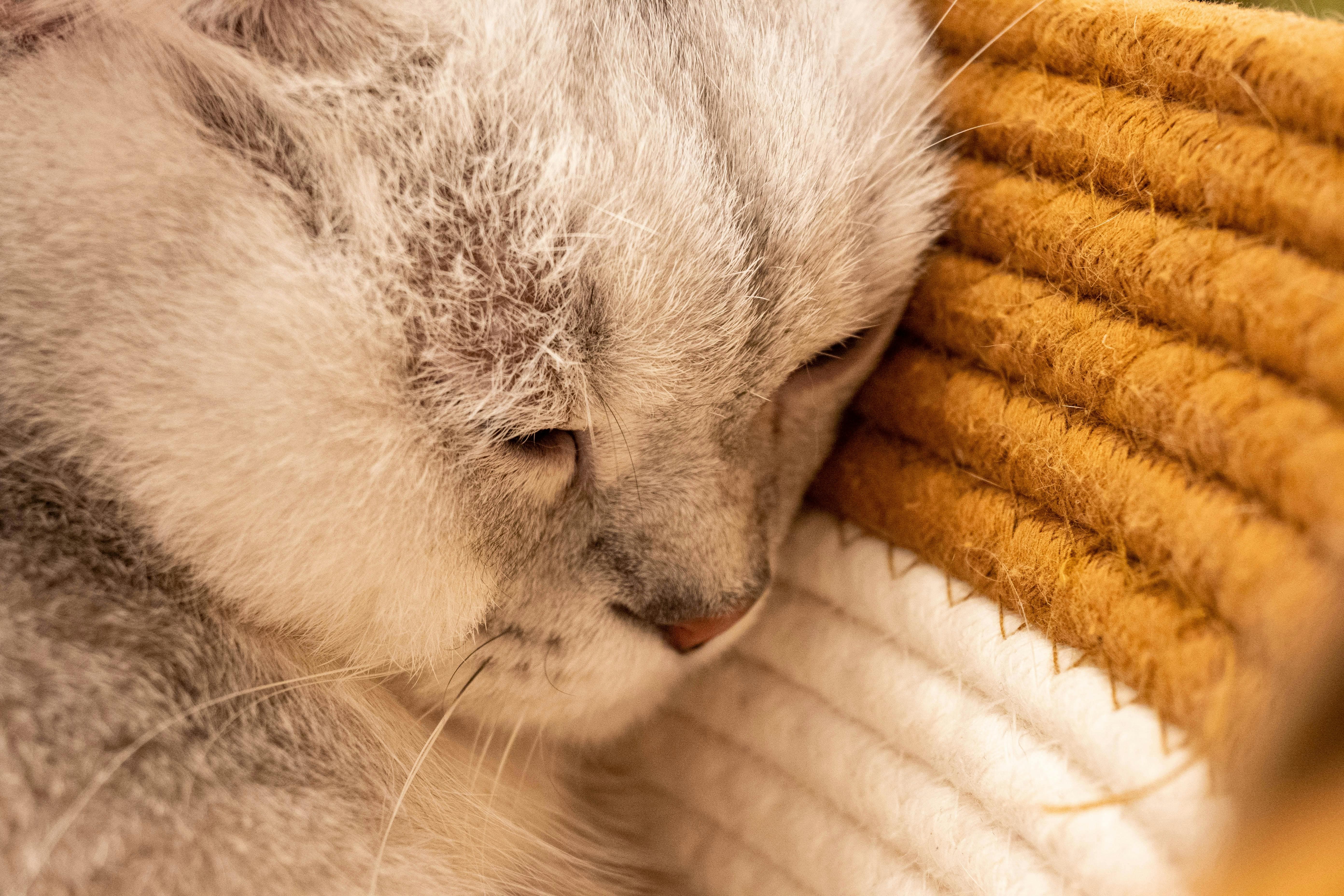 스토리 수면 멘토란? 잠들기 전 이야기로 감정을 안정시키는 감성 콘텐츠 전문가