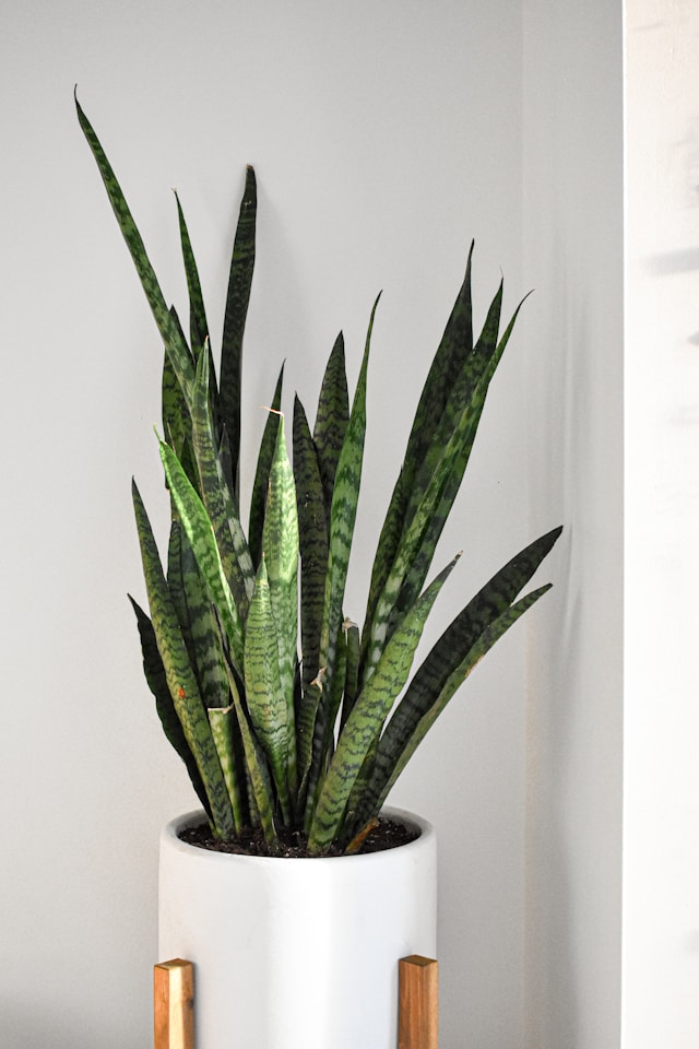 산세베리아 (Snake Plant)