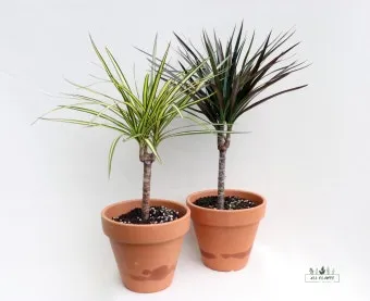 화분 노랗게 변함 원인 영양부족 과습해결 비료주기 조절 방법_14