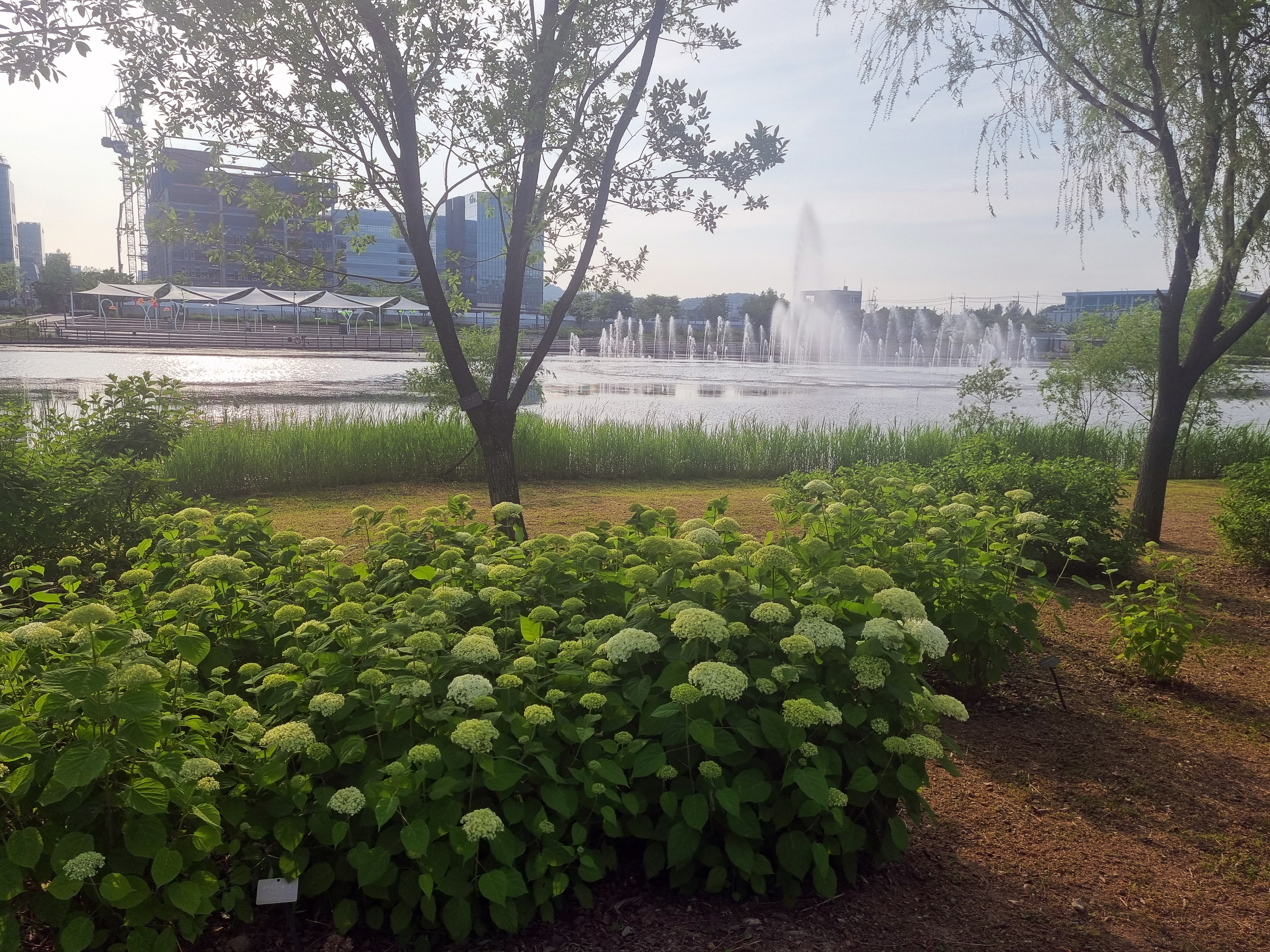 호수 옆의 아나벨 수국 사진