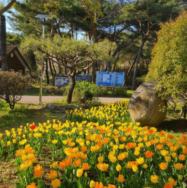 2025 하늘빛수목정원 튤립축제: 봄날의 로맨스를 담다!!