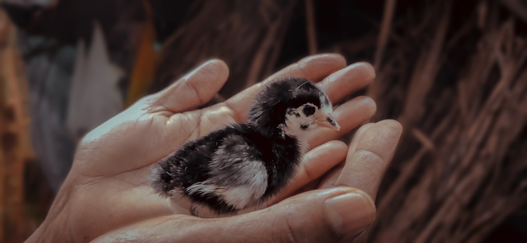 Quail