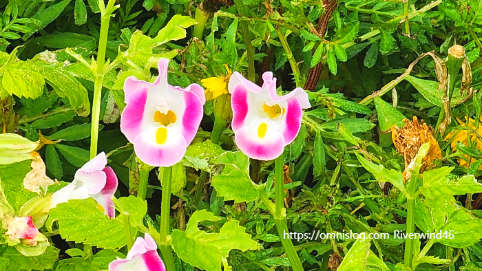 토레니아 푸르니에리(Torenia fournieri)위시본 플라워(Wishbone flower)
