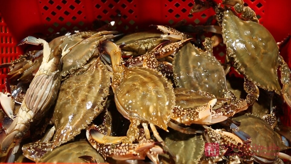 극한직업 진도 꽃게 택배 주문하기