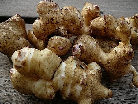 돼지감자의 모습