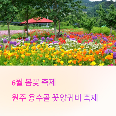 6월 봄꽃 축제 원주 용수골 꽃양귀비 축제 일정 및 주요 정보