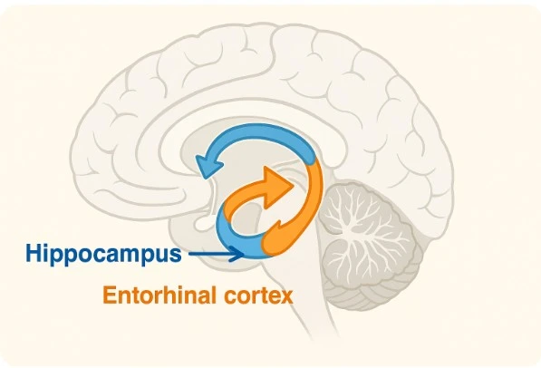 해마와 내후각피질이 연결된 뇌 단면 그래픽