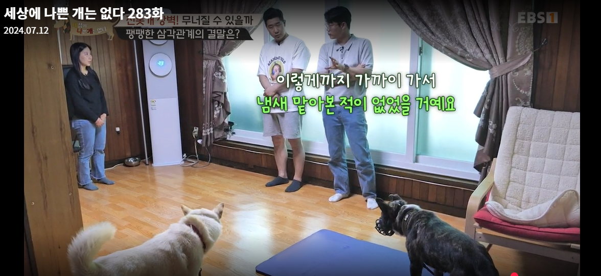 설채현-세상에나쁜개는없다-세나개-283화-진돗개장벽-재방송