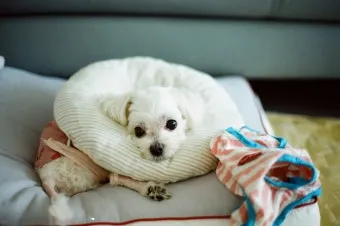 강아지 췌장암 증상 진단 치료법 안내_11