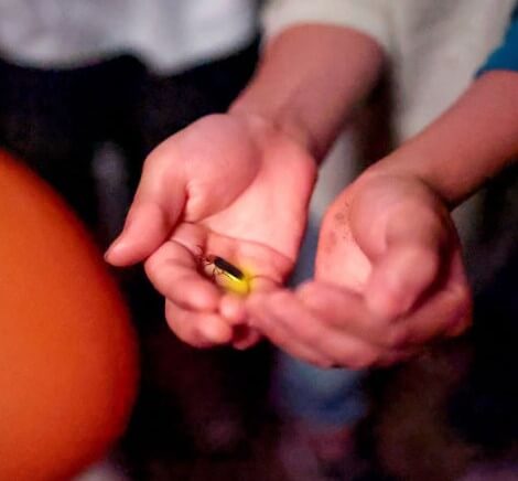 무주반딧불축제