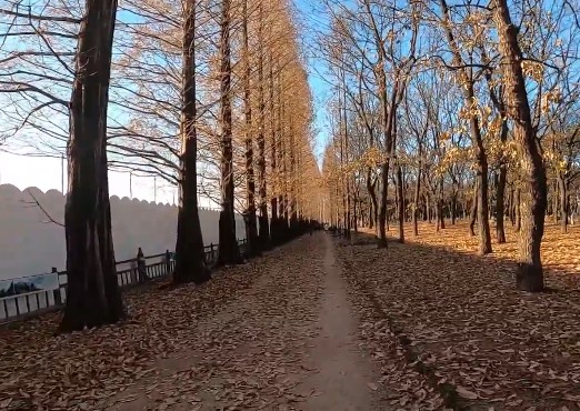 가을에 꼭 가봐야 명소 일산 호수공원 메타세쿼이아길