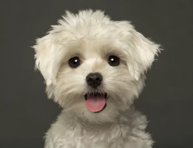 말티즈 사진 /출처:어도비스톡