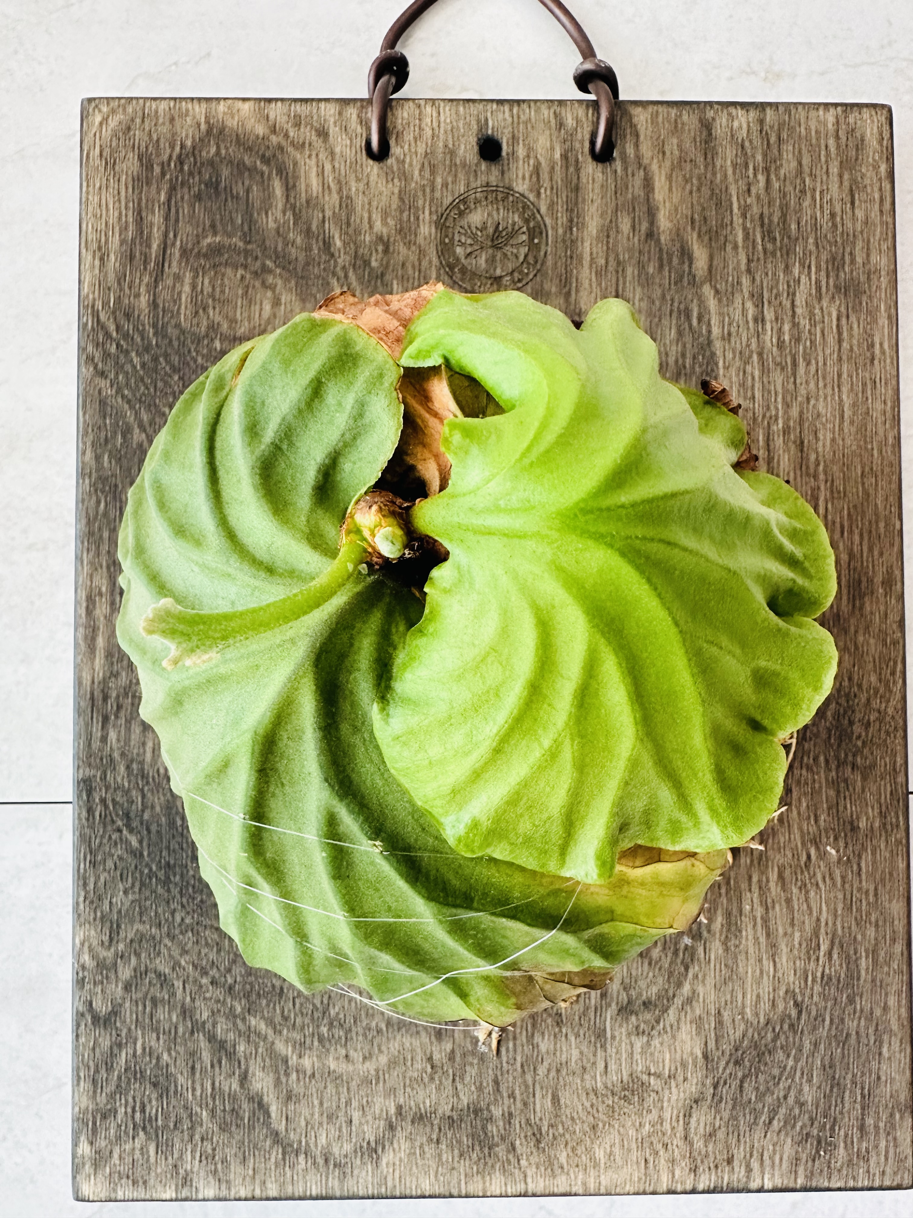 부러진 리들리 키우는 법