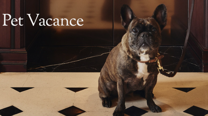 펫캉스 가능한 호텔 BEST 5