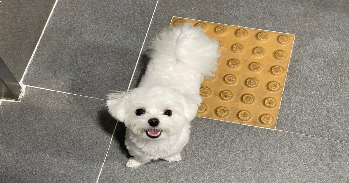 강아지-심장마비-증상을-사전에-알고-올바른-응급-처치로-생명을-살린-강아지