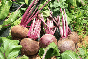 고지혈증에 좋은 음식14