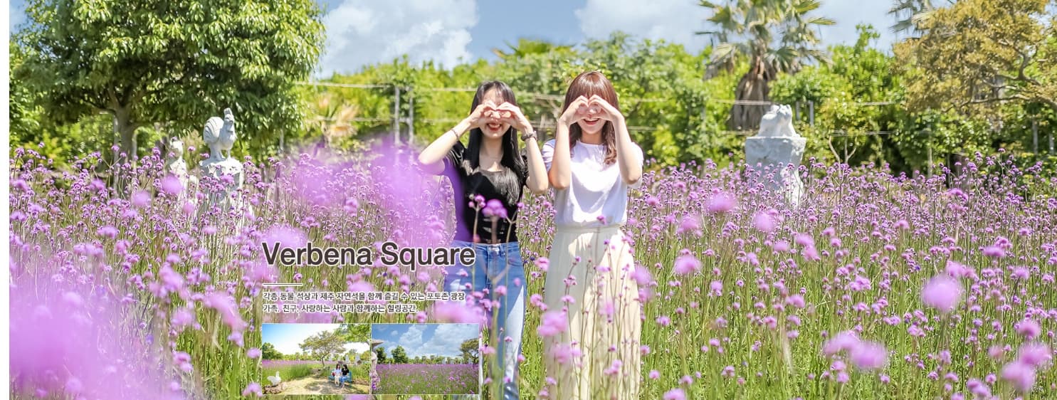 [5월 ~ 7월]제주 힐링파크 비체올린 이용가이드, 능소화 축제