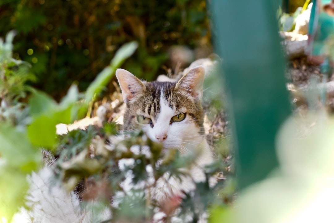 'Chat'