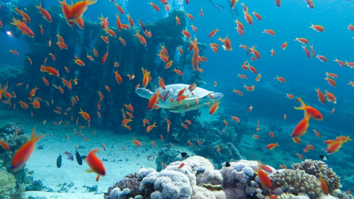 몰랐다면 손해! 후루가다 여행 꿀팁