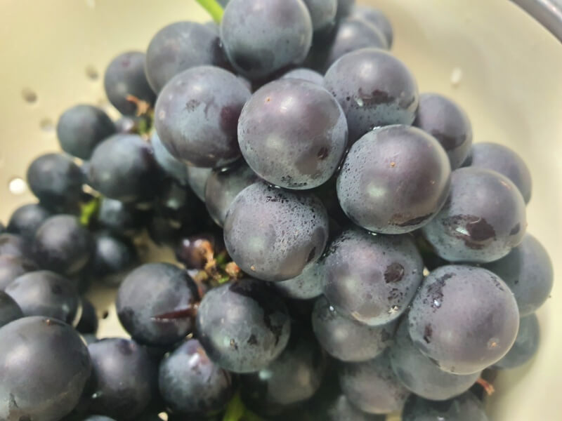 잘익은-포도-한송이