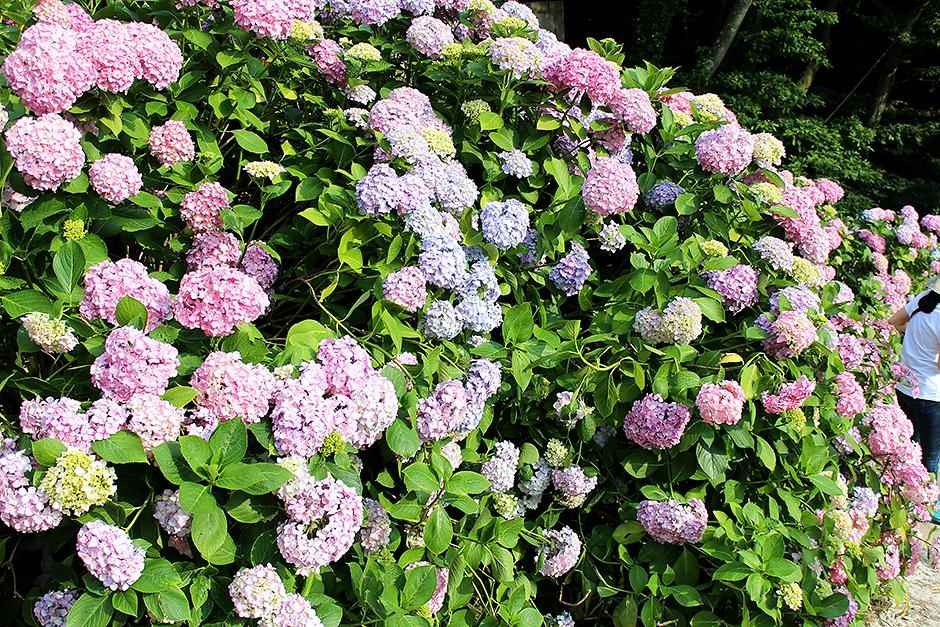 수국꽃 문화축제