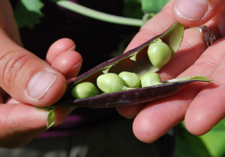 완두콩 파종시기와 심는시기 그리고 재배법 수확시기 총정리