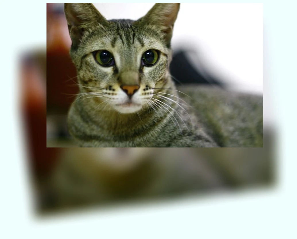 반려묘 입양_1_subsection