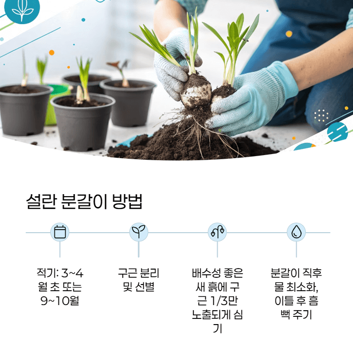 설란 분갈이