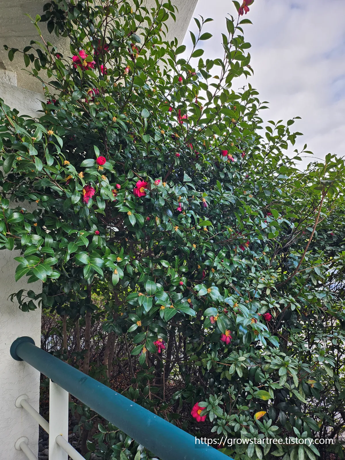 그랜드조선 제주 호텔 디럭스 스탠다드뷰 트윈룸