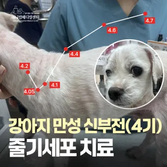 강아지 신부전에 좋은 음식 추천_6