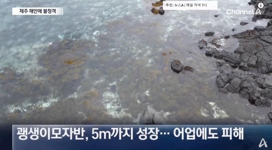 괭생이모자반의 영향과 처리 방법