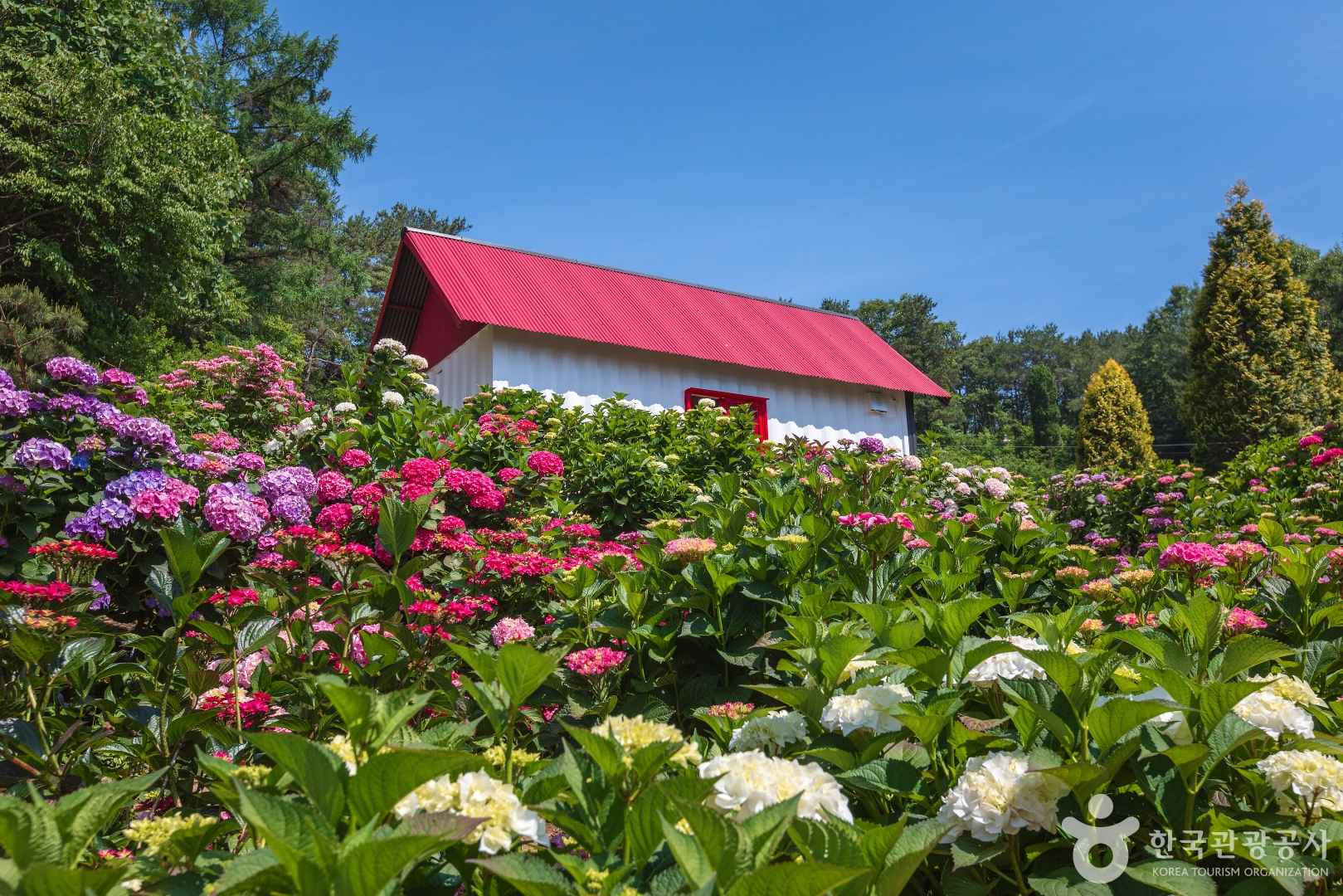 경기광주 율봄식물원 수국