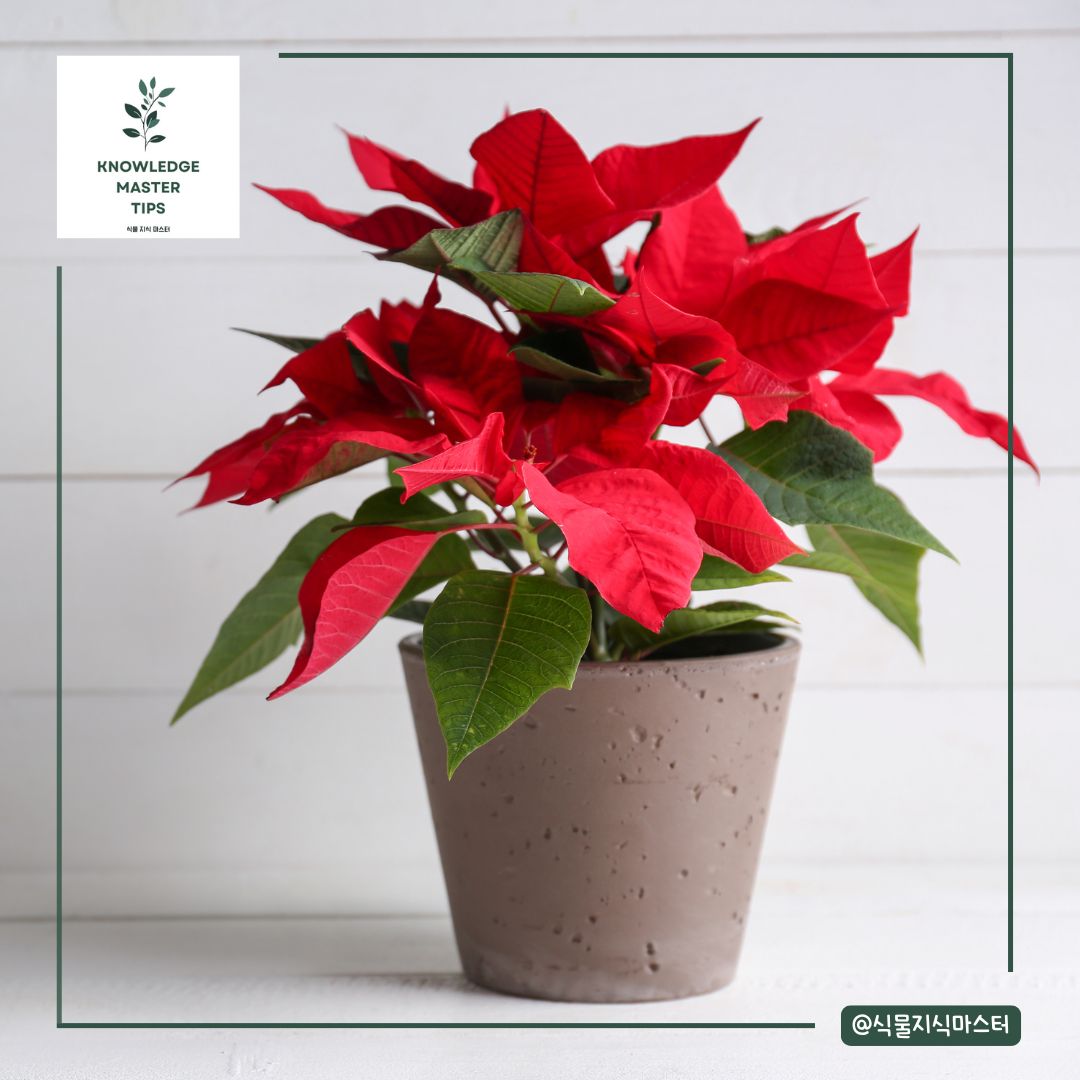 포인세티아 키우기에 필요한 빛 / 광도