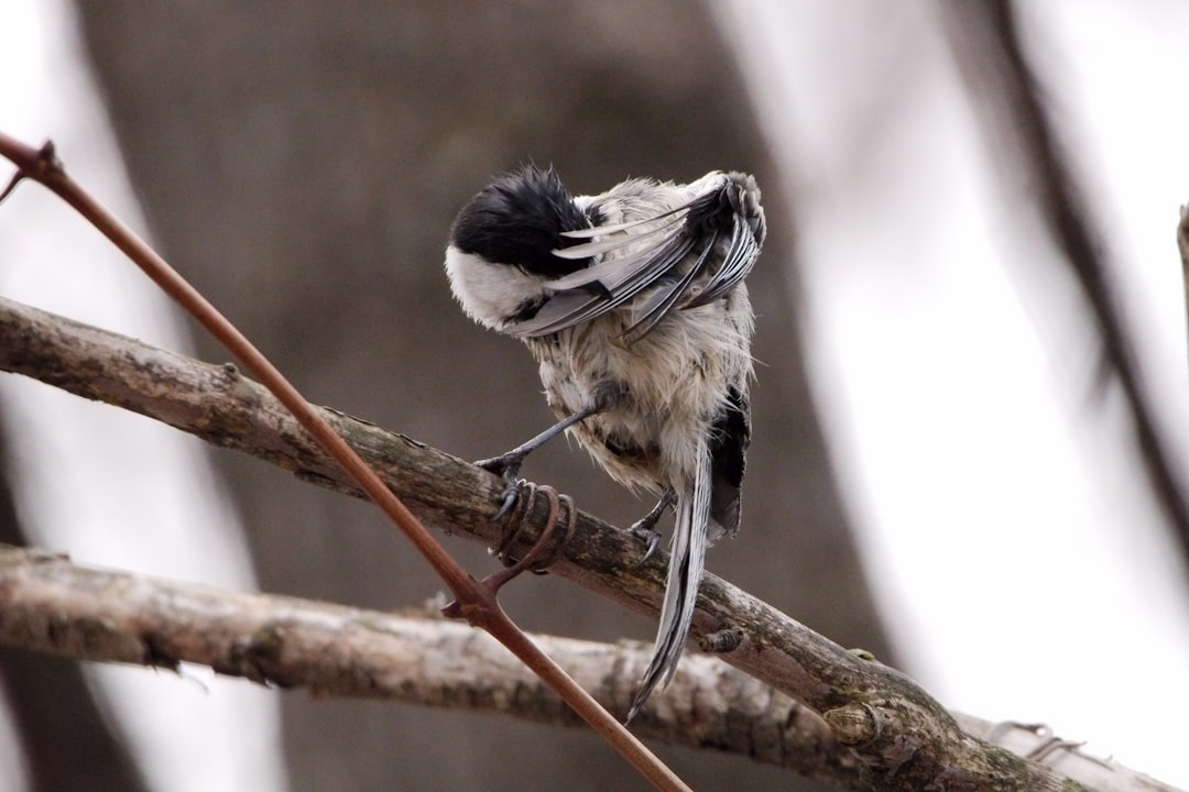 Non-resident