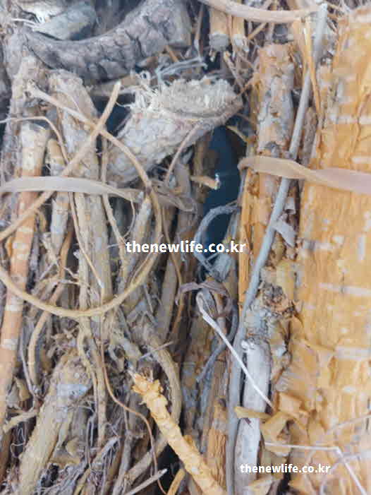 꾸지뽕 효능 부작용 임산부