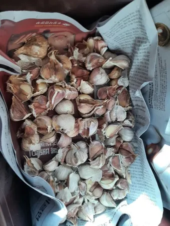 통마늘 지퍼백 보관 효과 오래 보관하는 방법_4