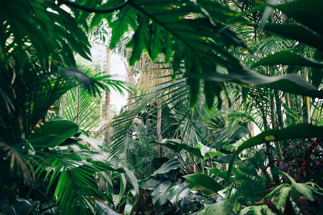 foliage