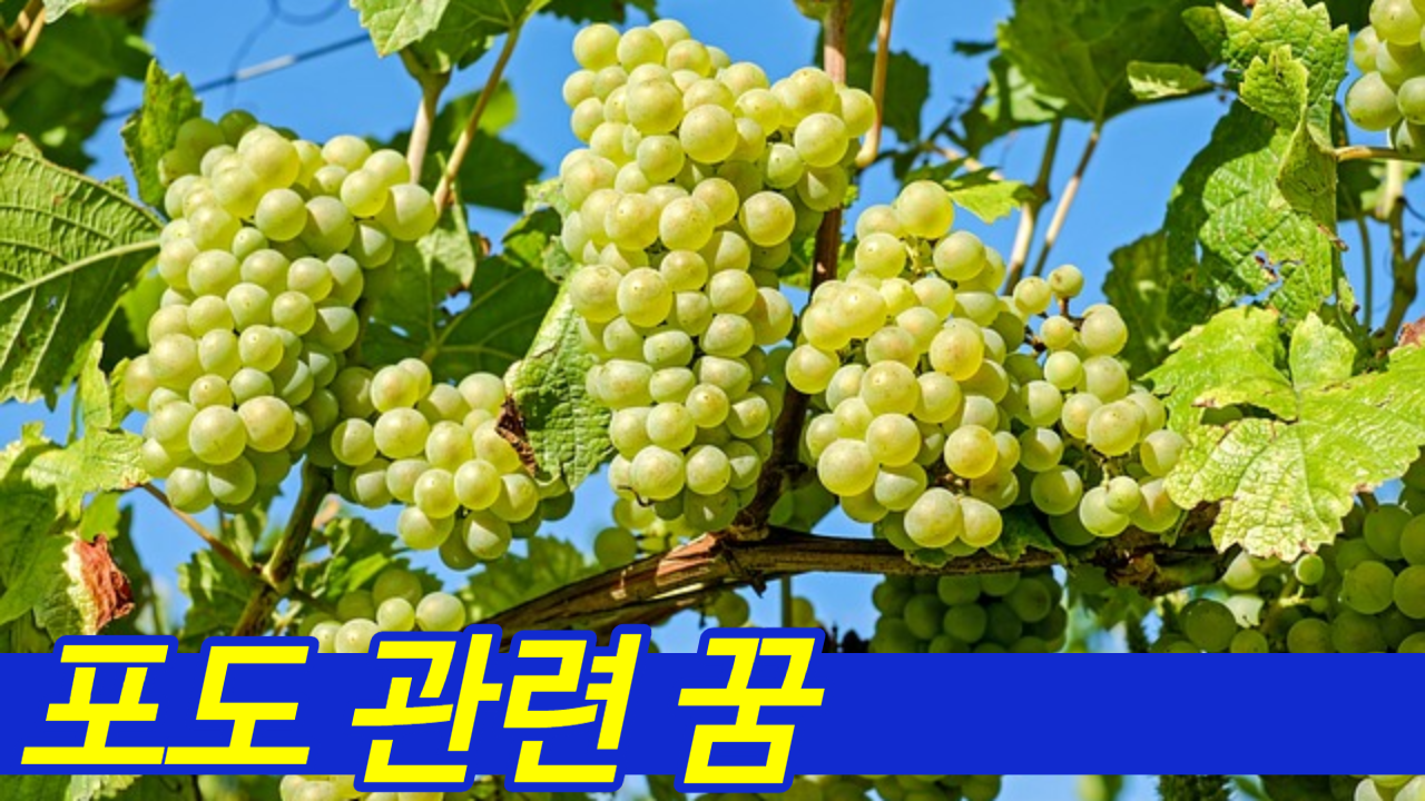 청포도 주렁주렁 달린 꿈