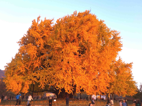 반계리 은행나무, 원주 반계리 은행나무, 반계리 은행나무 주차장, 은행나무 단풍, 은행나무 숲, 단풍절정 시기