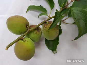 매실 재배 적과 타이밍 병충해 방제 수확 저장_10