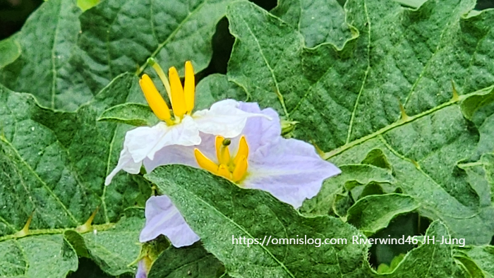 도깨비가지 Horse Nettle , Solanum carolinense L