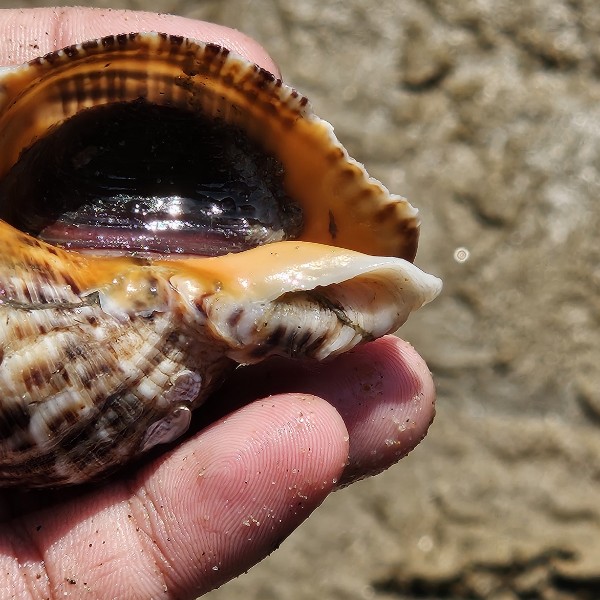 화성 피뿔고둥 양념코너 5호점&amp;#44; 궁평항 근처 회 맛집에서 만나는 제철 해산물
