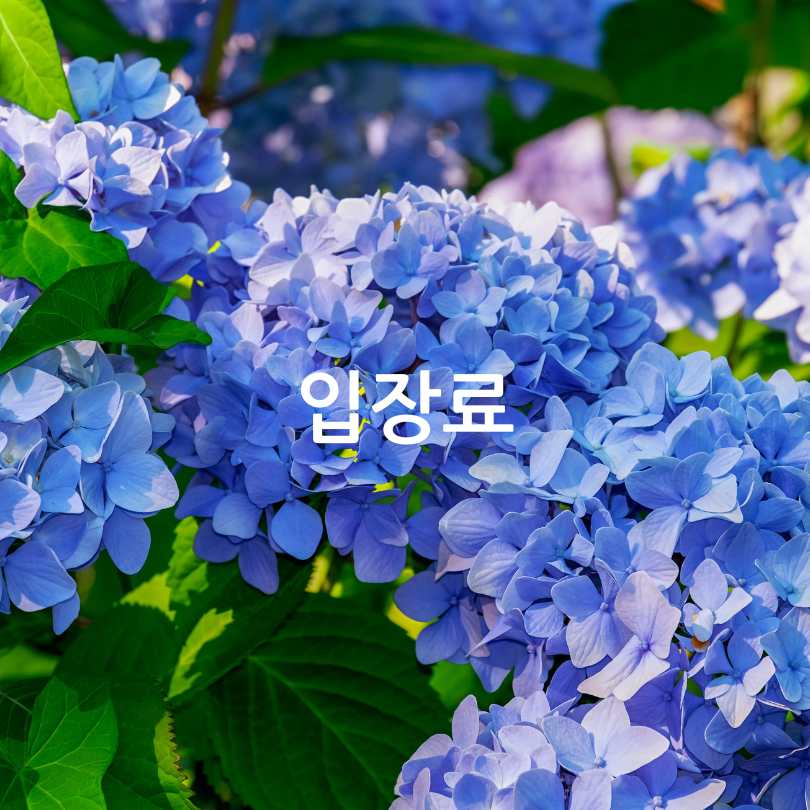 경남 고성 그레이스정원 수국축제
