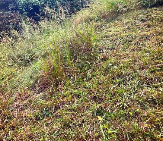 분묘기지권 해결방법