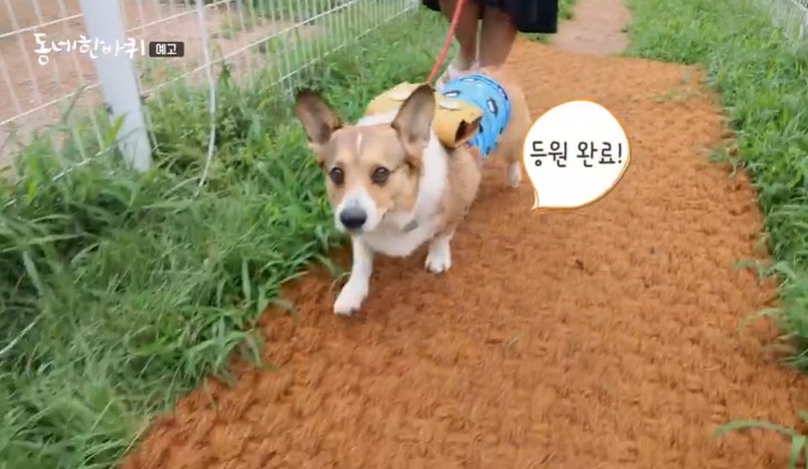 동네한바퀴-구리-강아지유치원