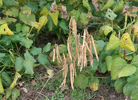 동지 팥죽 만드는 법